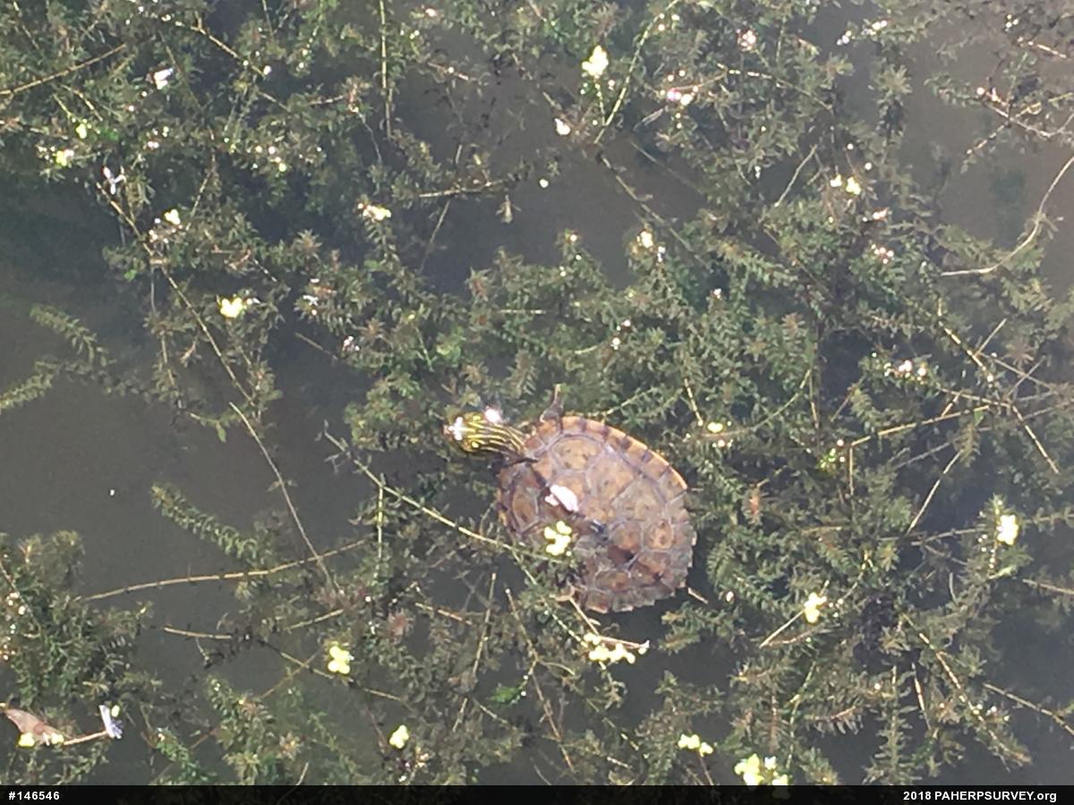 Northern Map Turtle