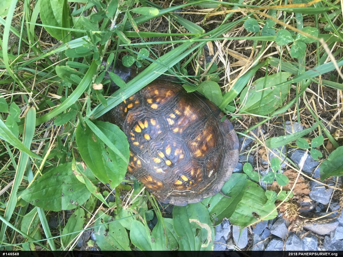 Eastern Box Turtle