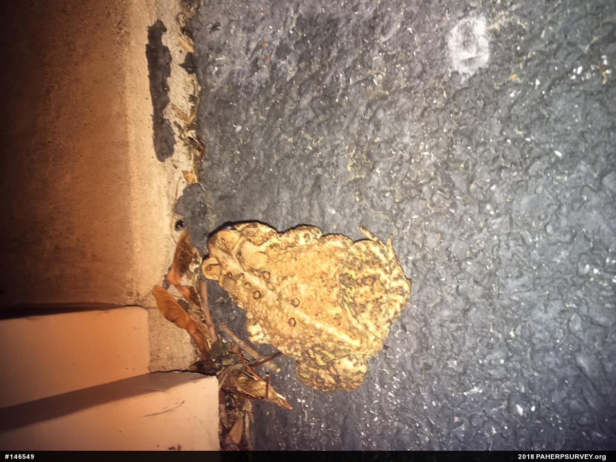 Eastern American Toad