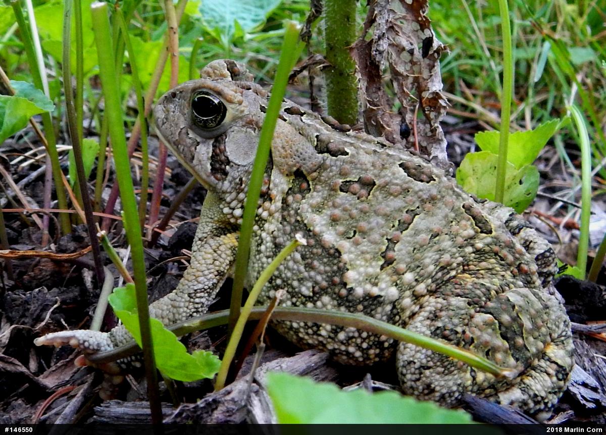 Fowler's Toad