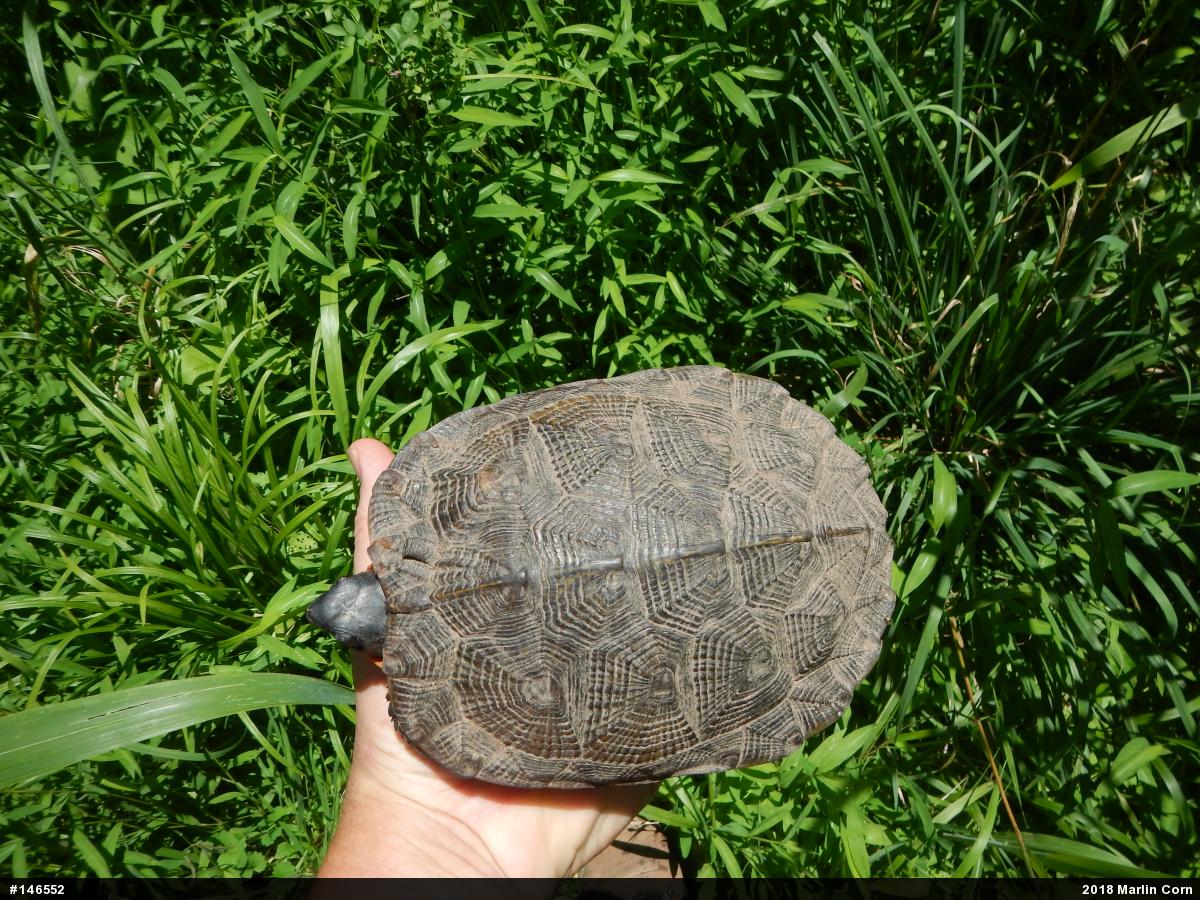 Wood Turtle