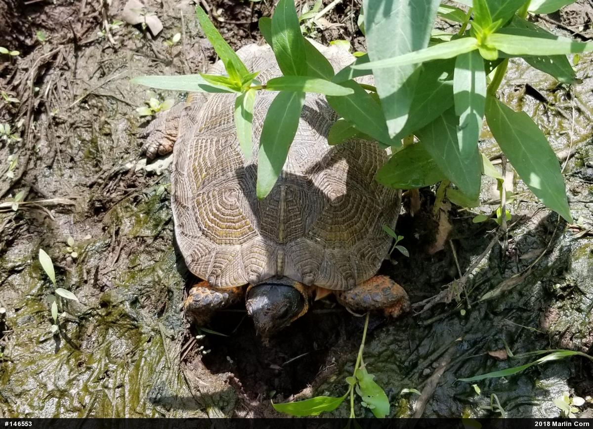 Wood Turtle