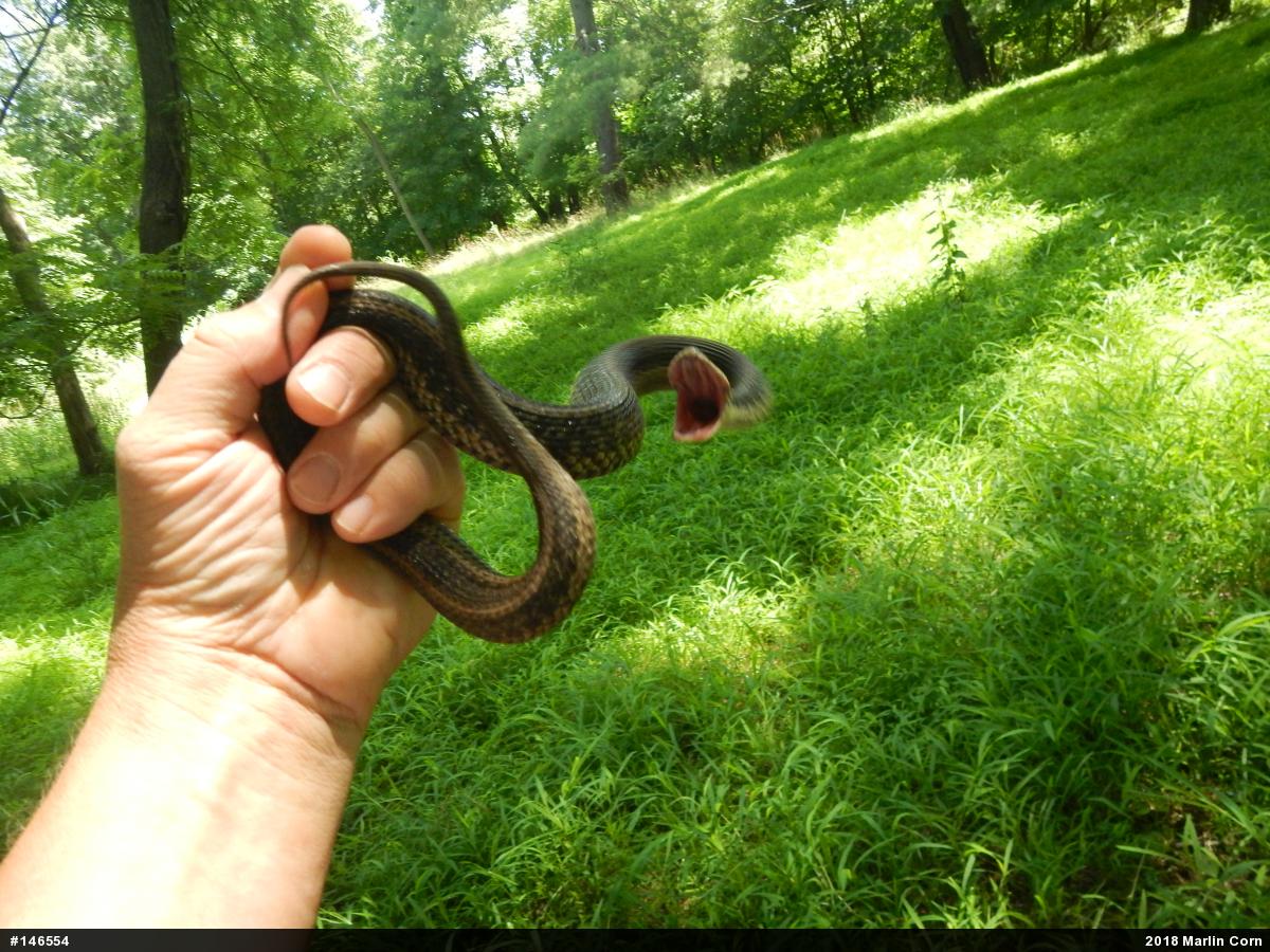 Eastern Gartersnake