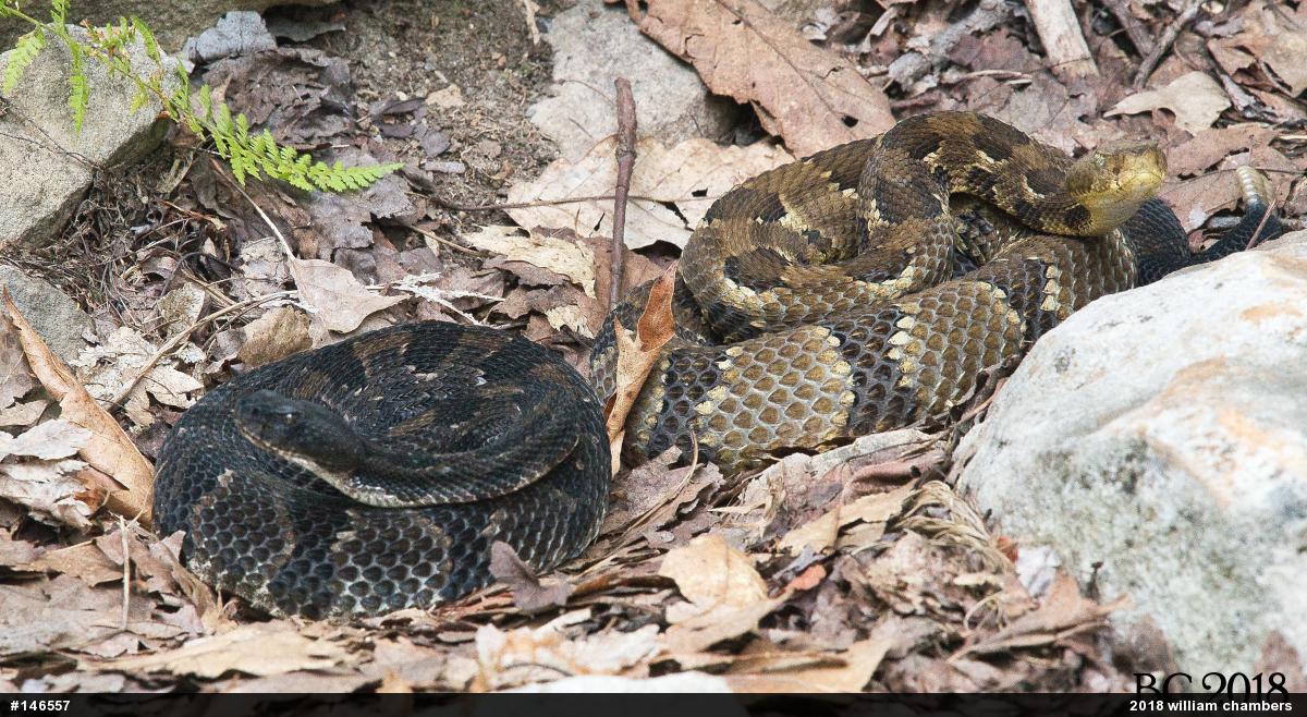 Timber Rattlesnake