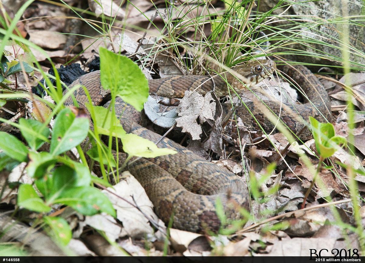 Northern Watersnake