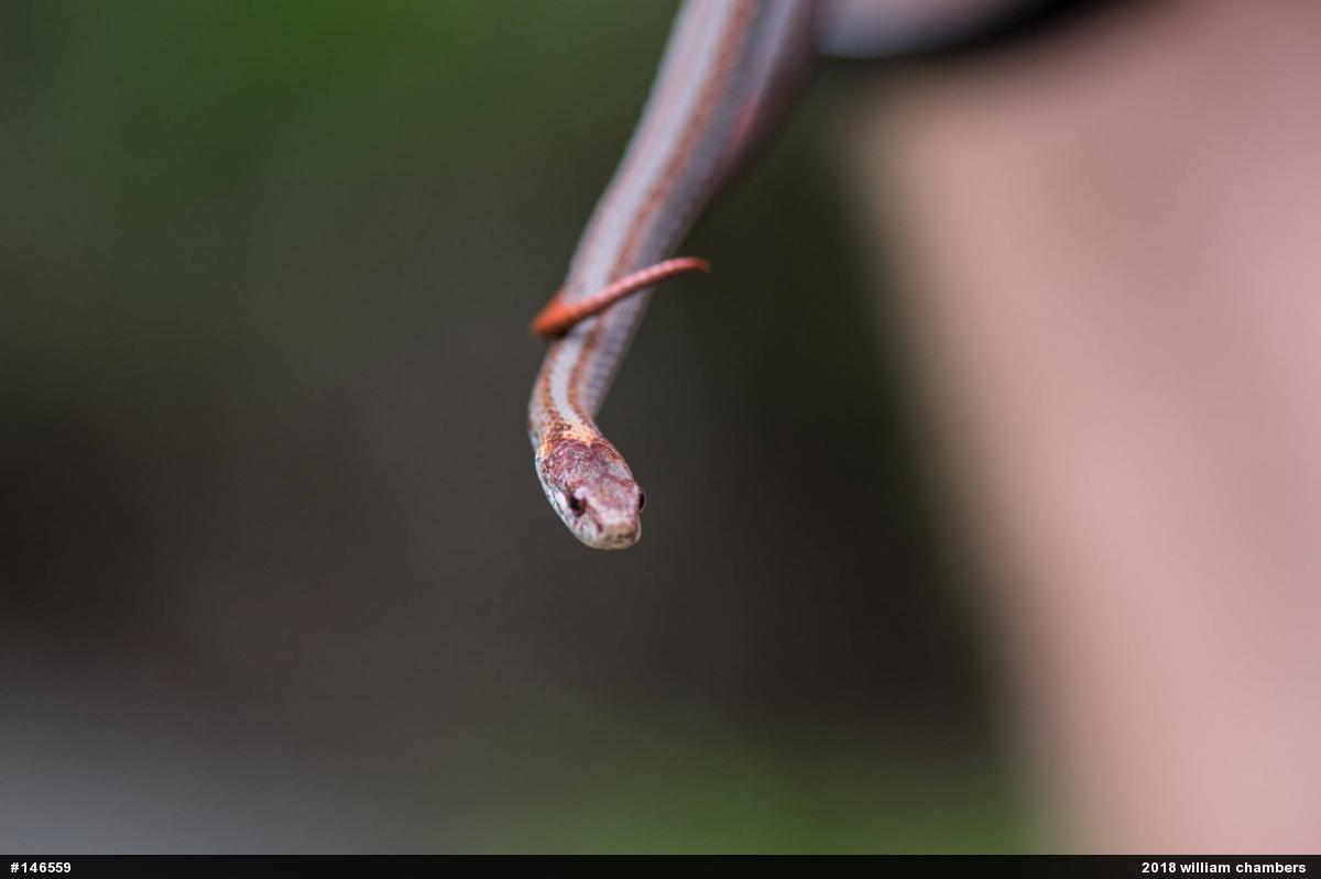 Red-bellied Snake