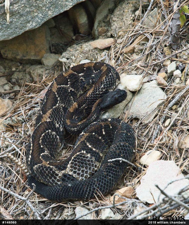 Timber Rattlesnake