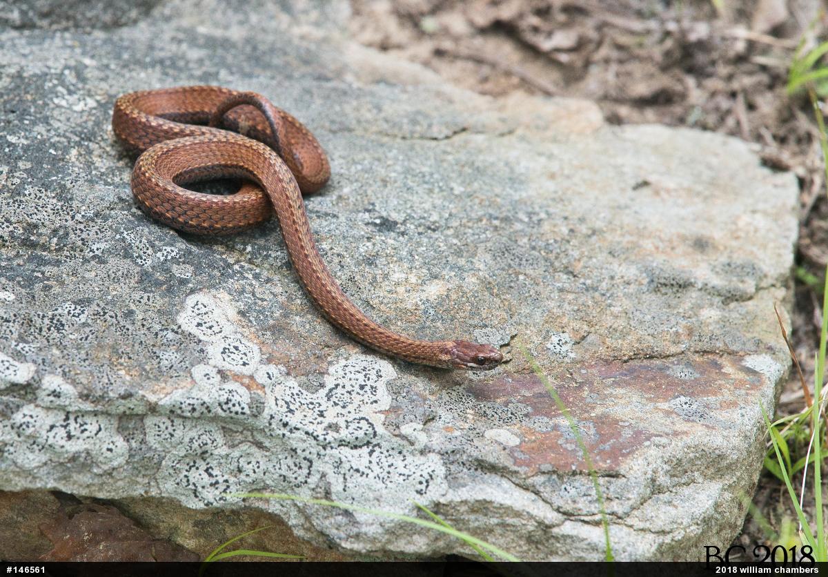 Red-bellied Snake
