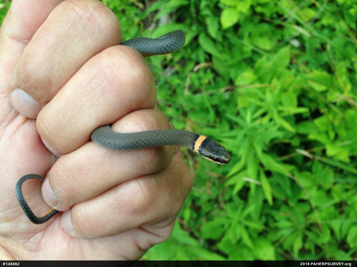 Northern Ring-necked Snake