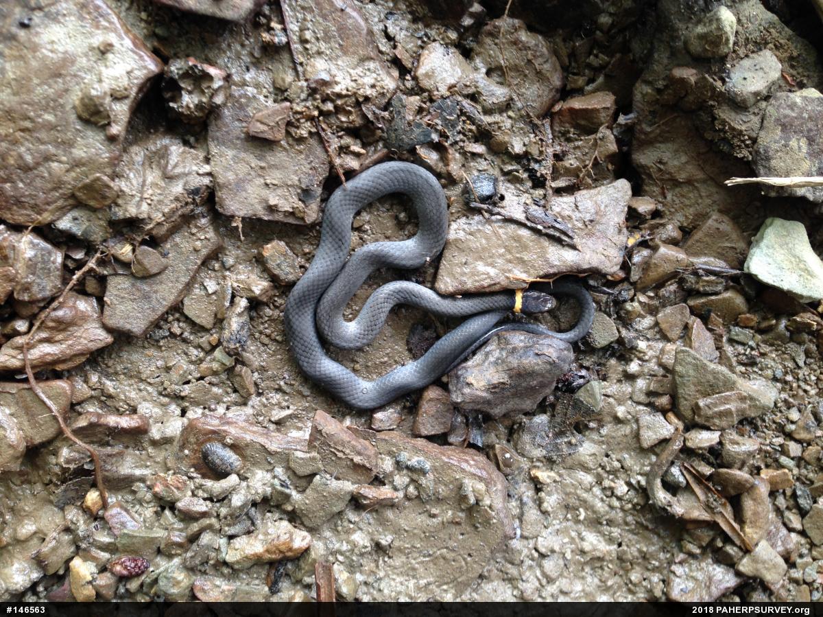 Northern Ring-necked Snake