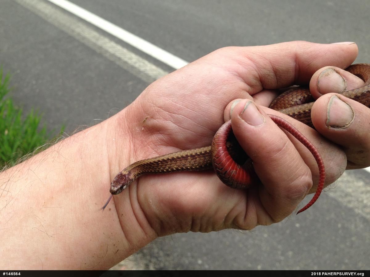 Red-bellied Snake