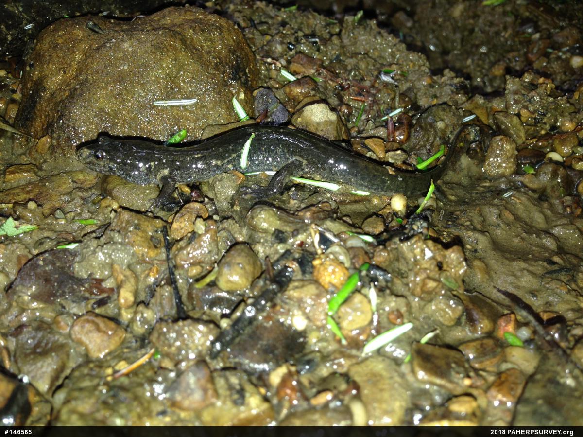 Northern Dusky Salamander