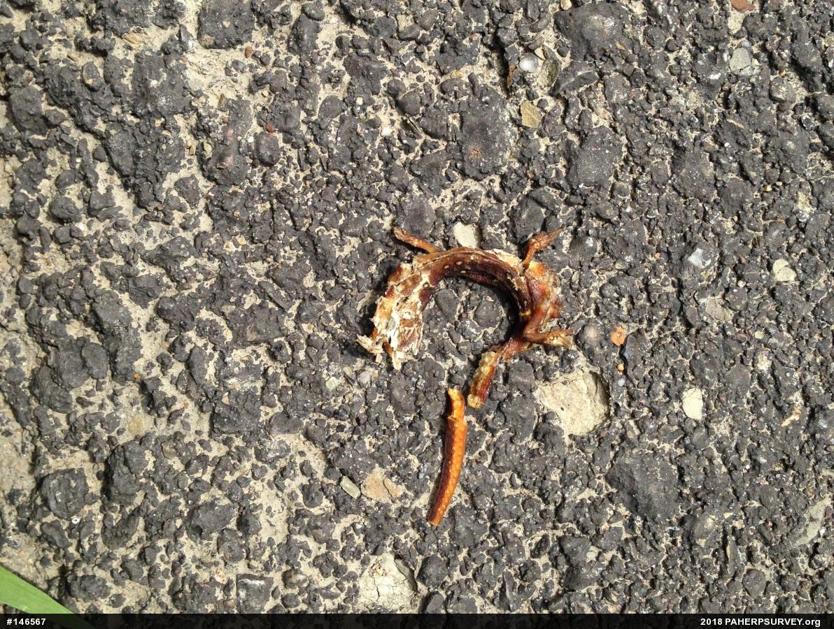 Red-spotted Newt