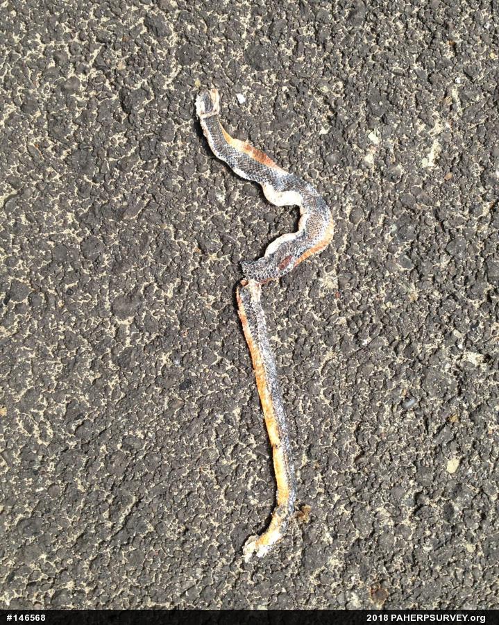 Northern Ring-necked Snake