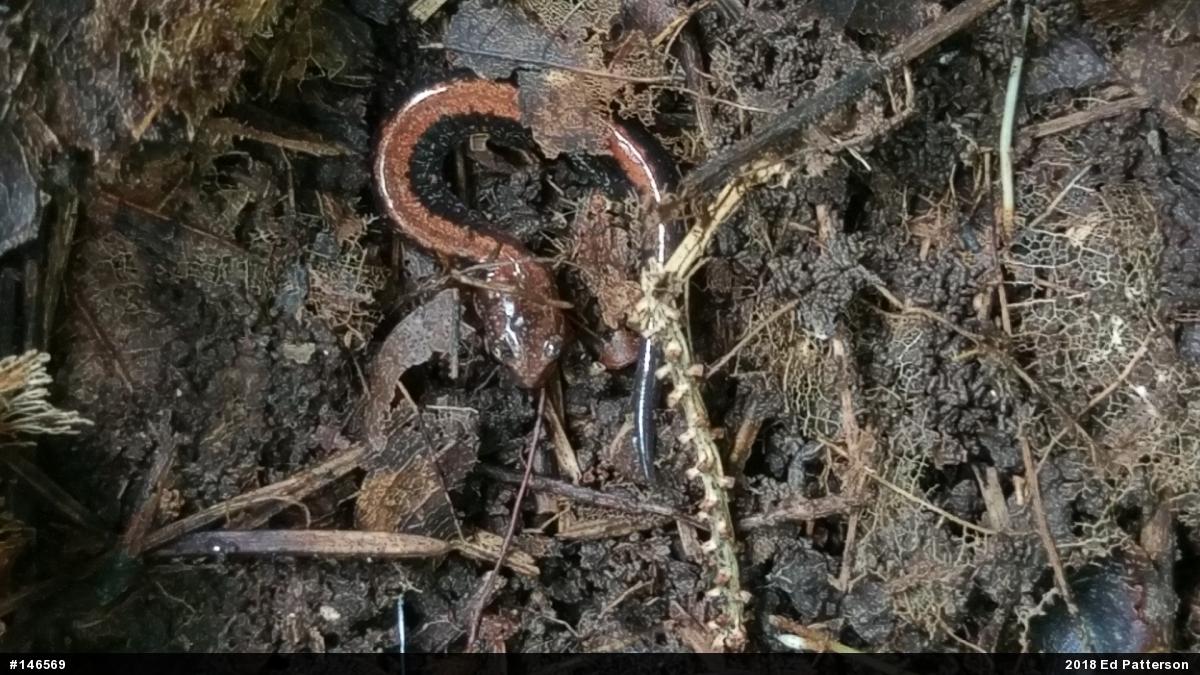 Eastern Red-backed  Salamander