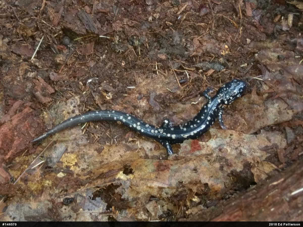 Northern Slimy Salamander