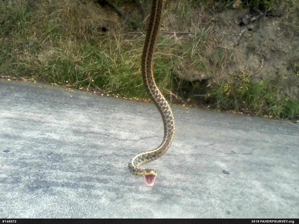 Eastern Gartersnake