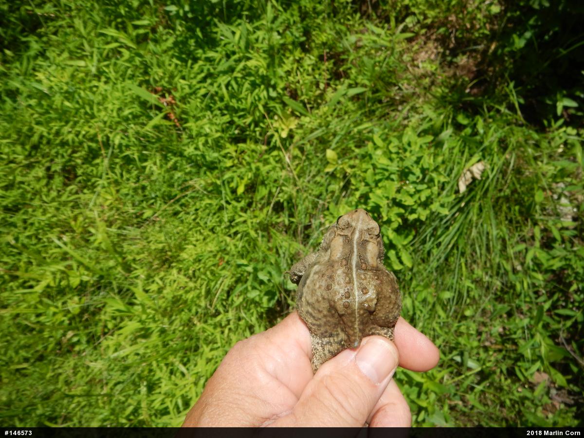 Eastern American Toad