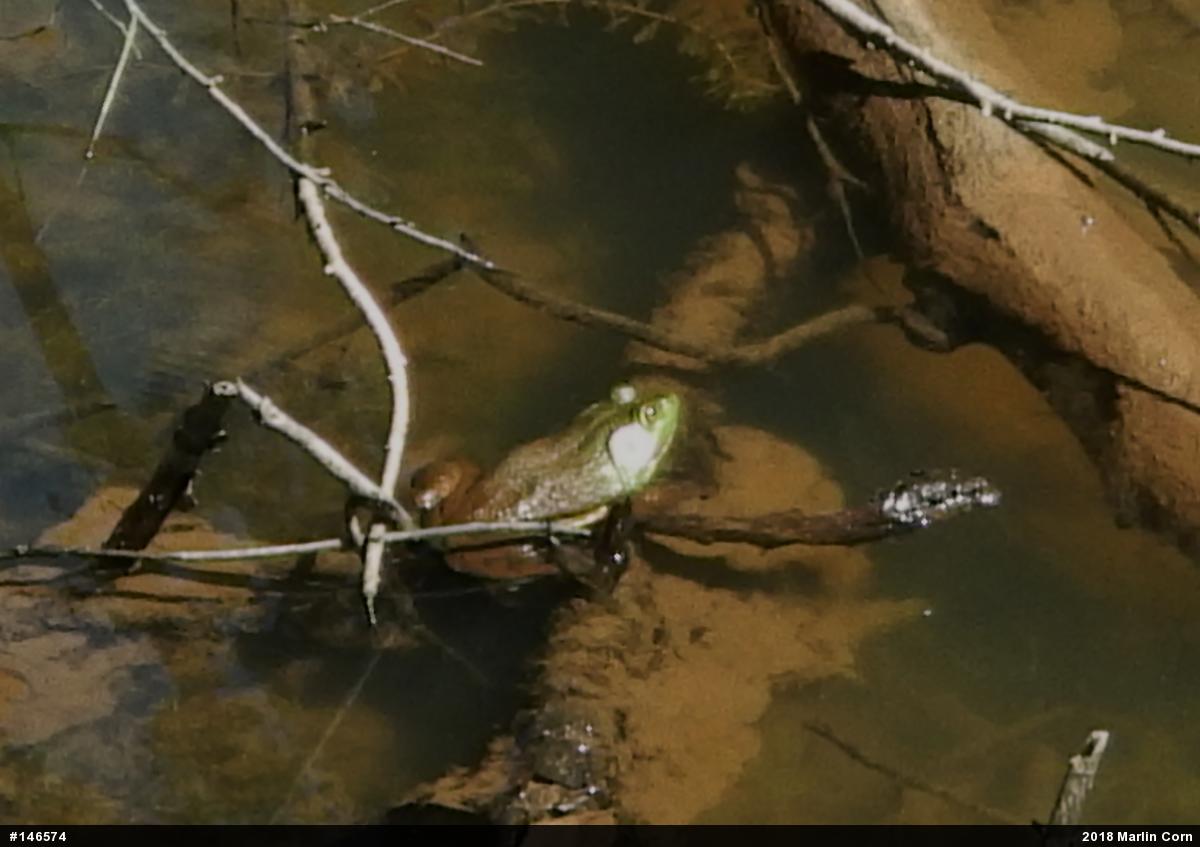 American Bullfrog