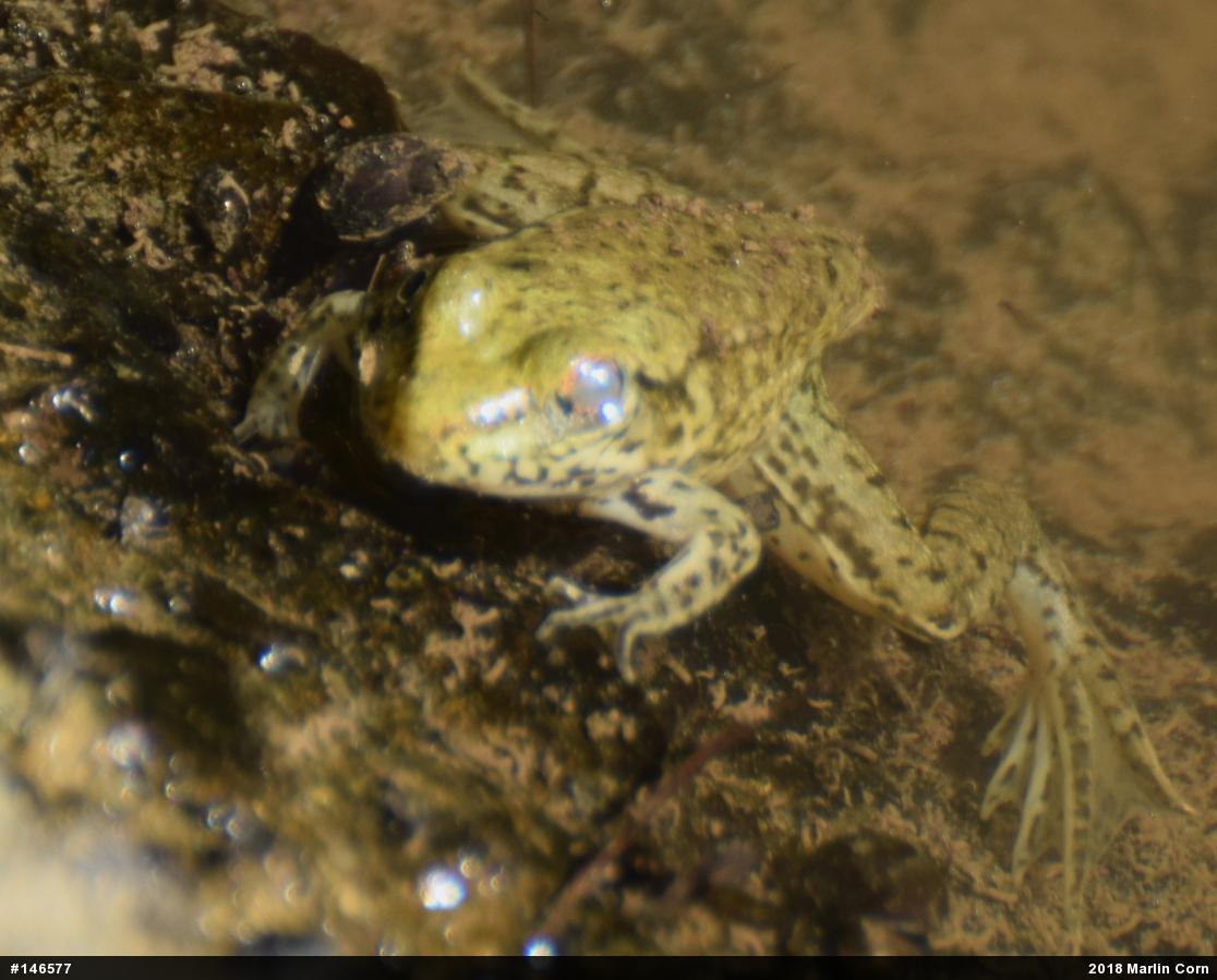 Green Frog