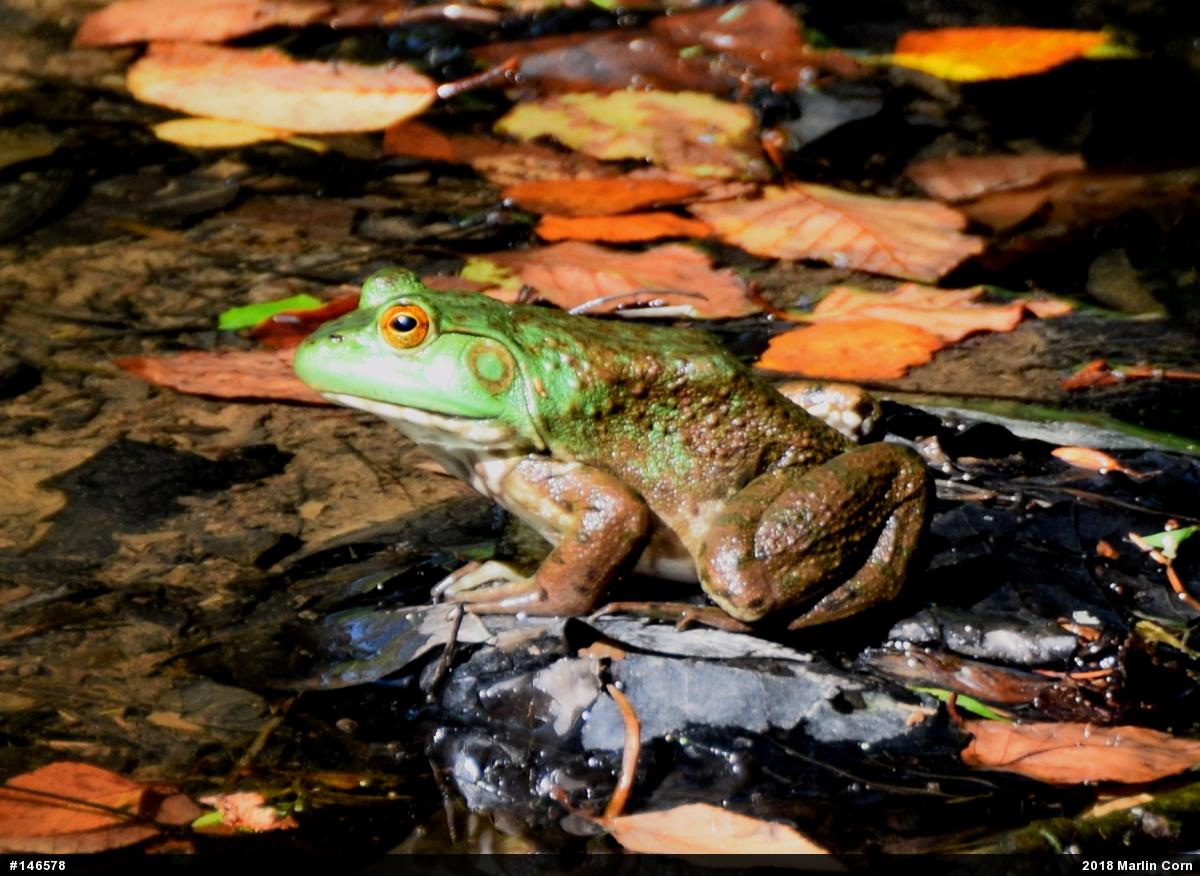 American Bullfrog