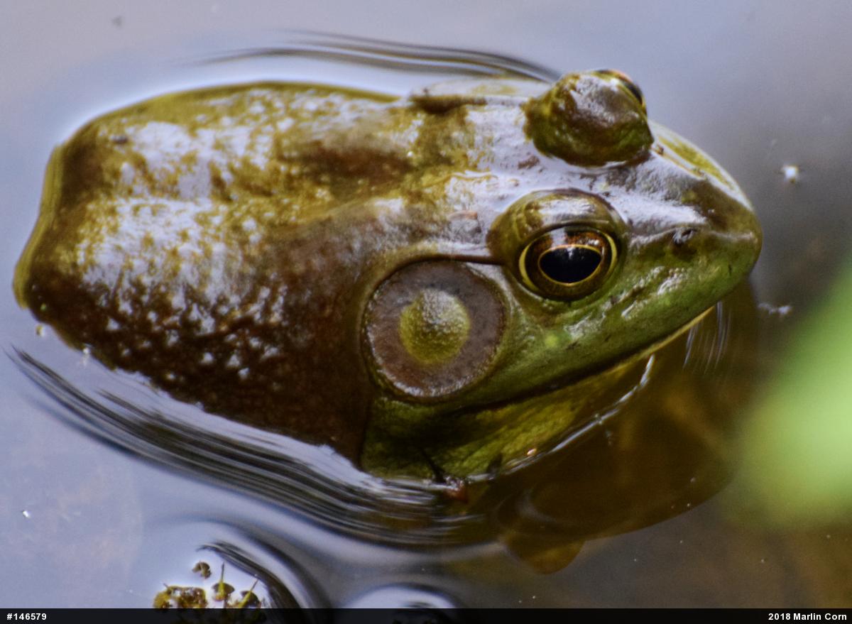 American Bullfrog
