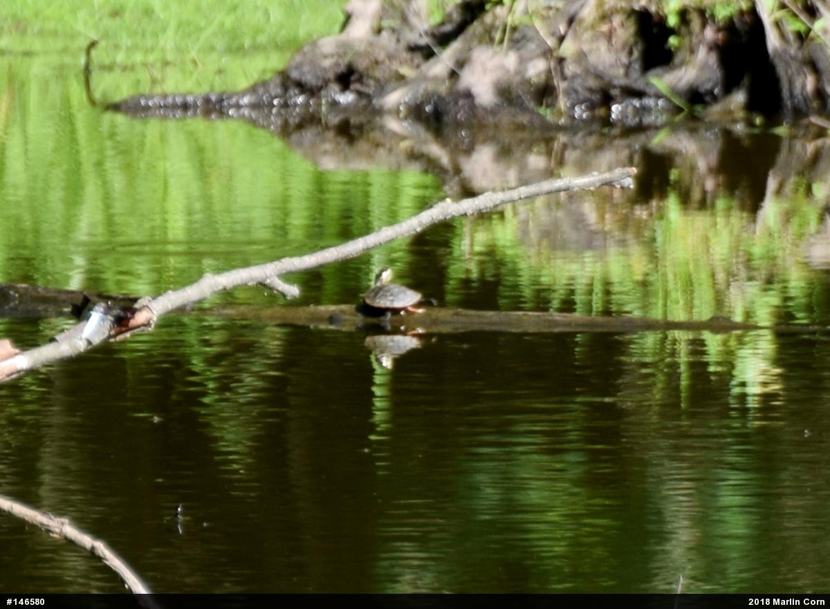 Painted Turtle