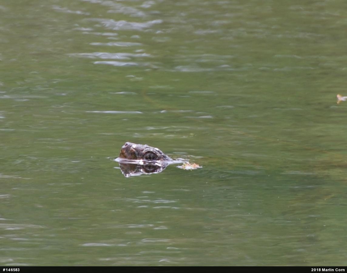 Snapping Turtle