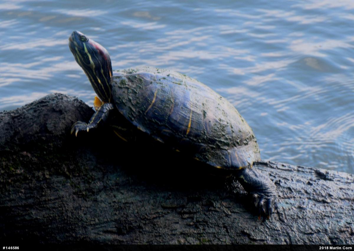 Red-eared Slider