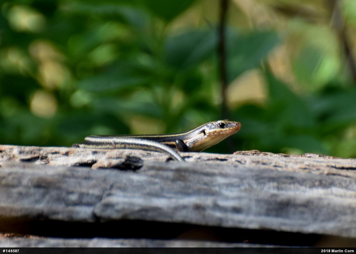 Common Five-lined Skink