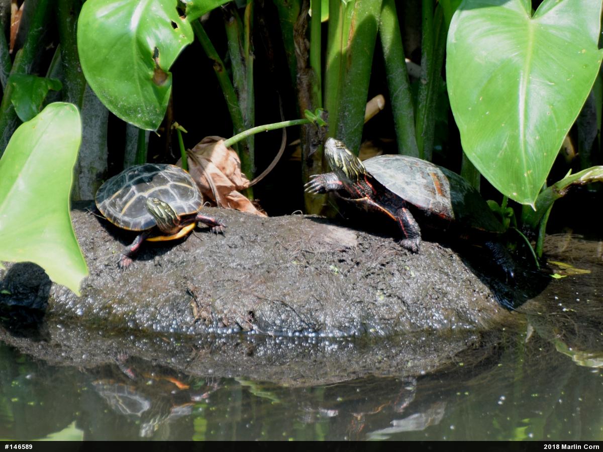 Eastern Painted Turtle