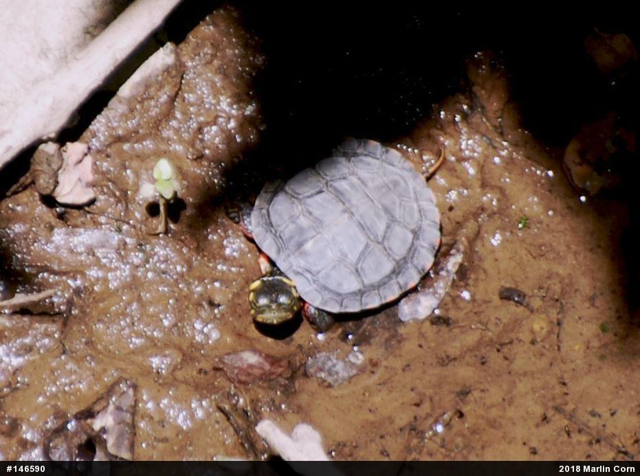 Painted Turtle