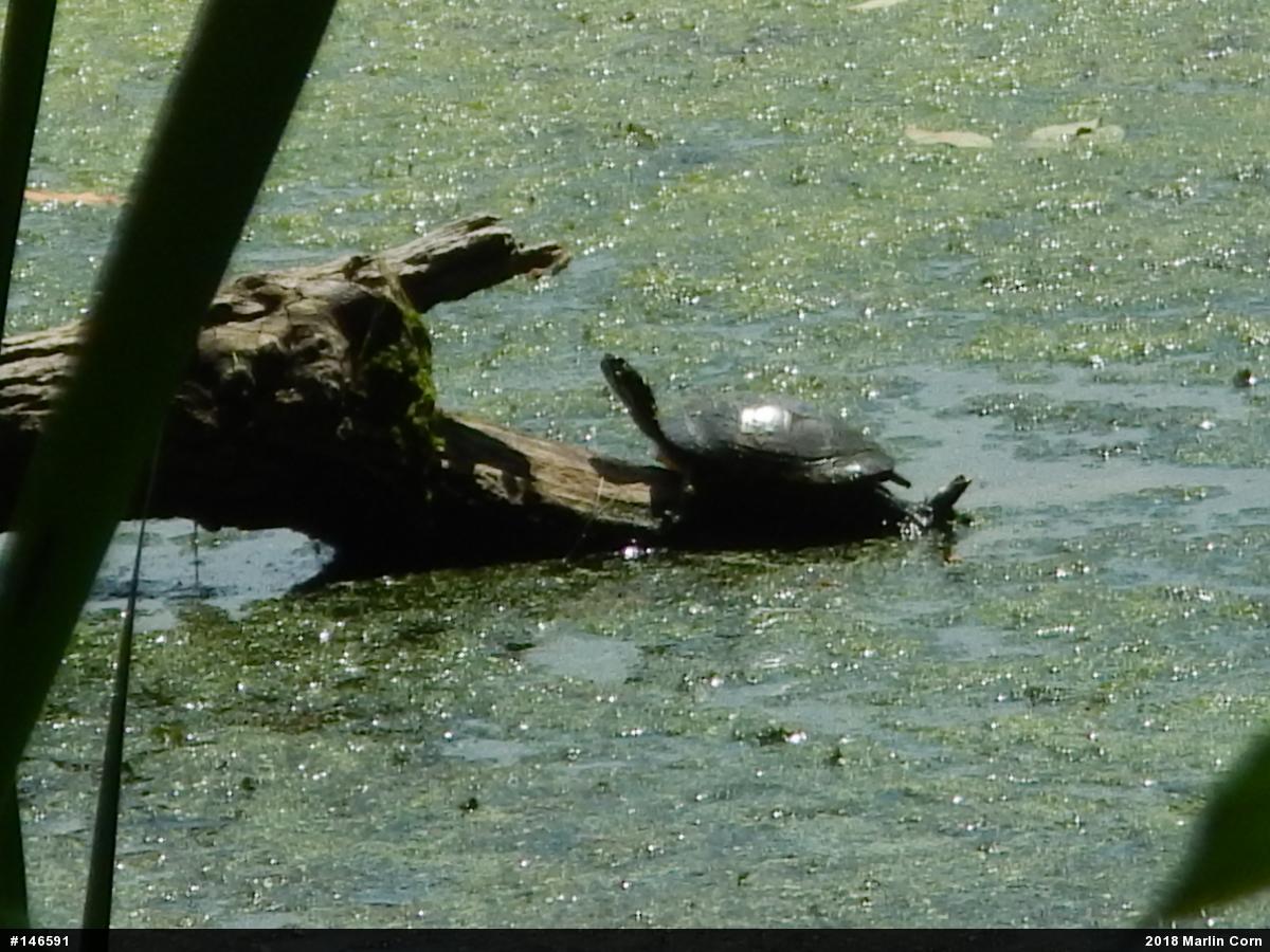 Painted Turtle