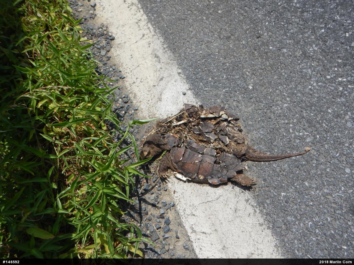 Snapping Turtle