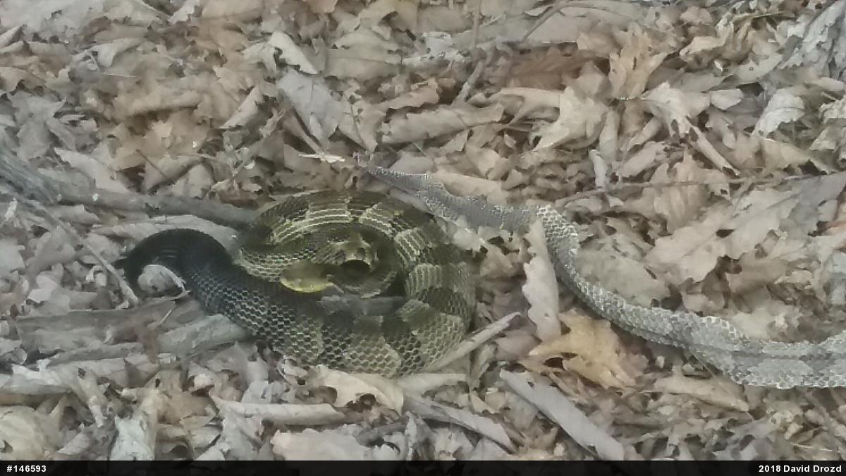 Timber Rattlesnake