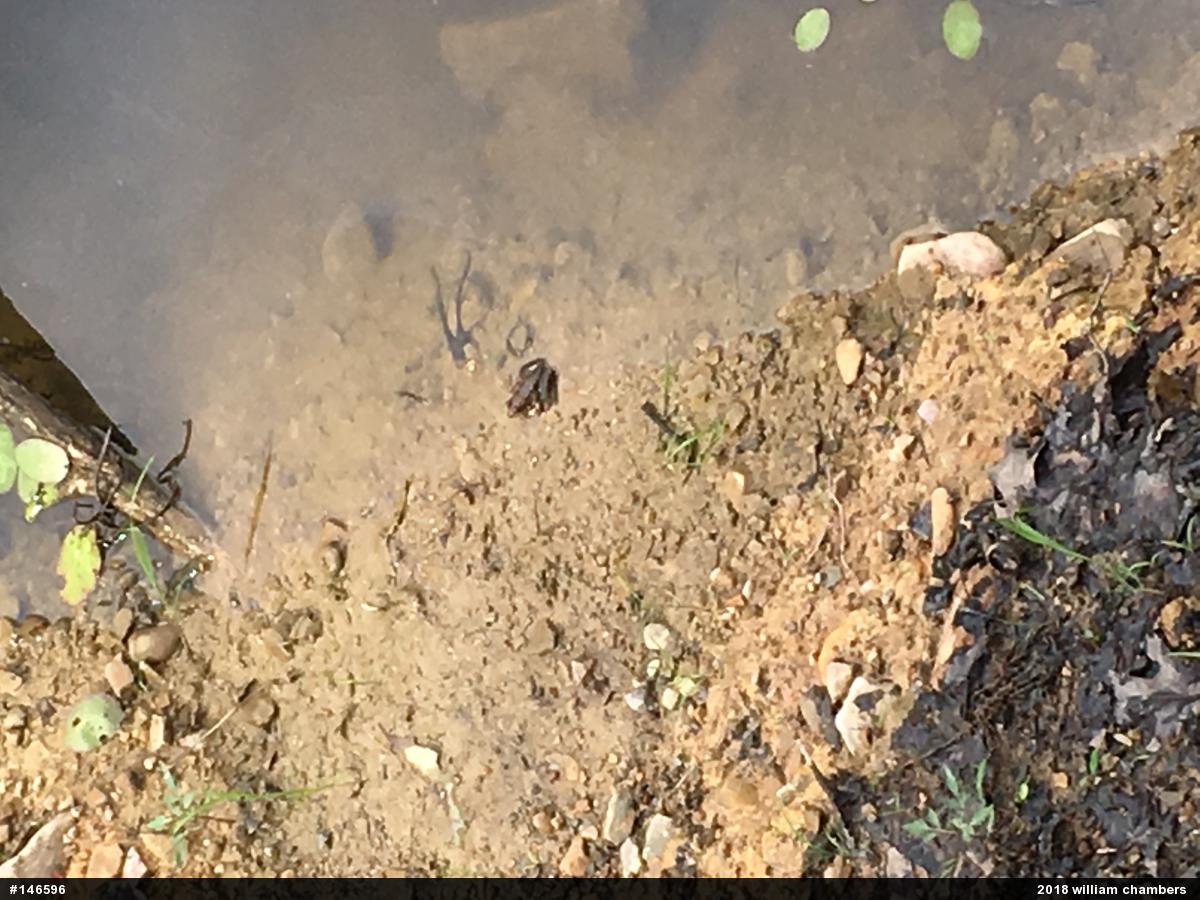 True Frogs