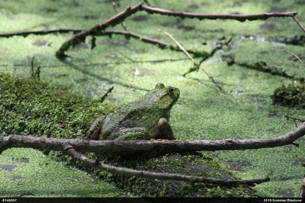 American Bullfrog