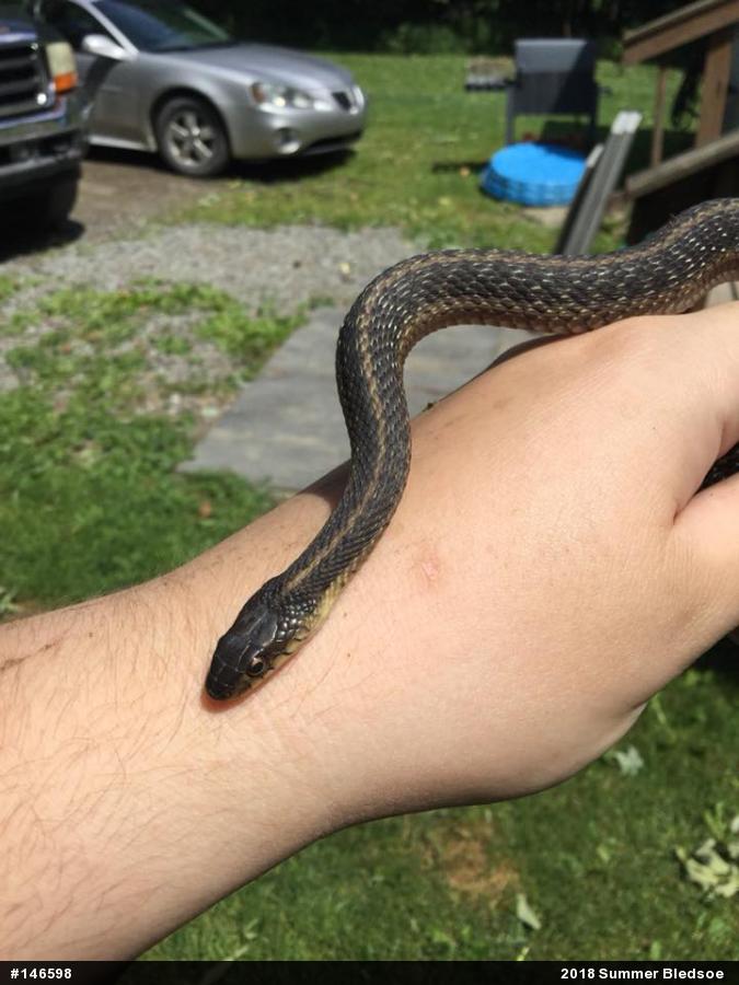 Eastern Gartersnake