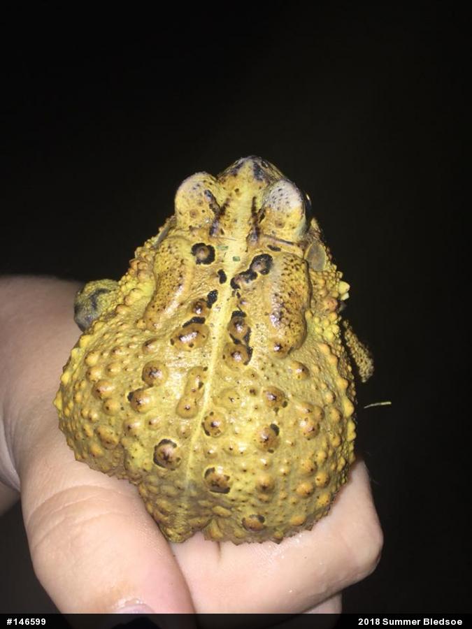 Eastern American Toad