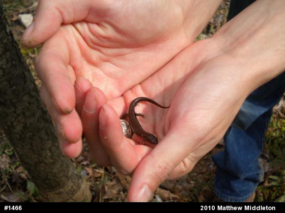 Northern Dusky Salamander