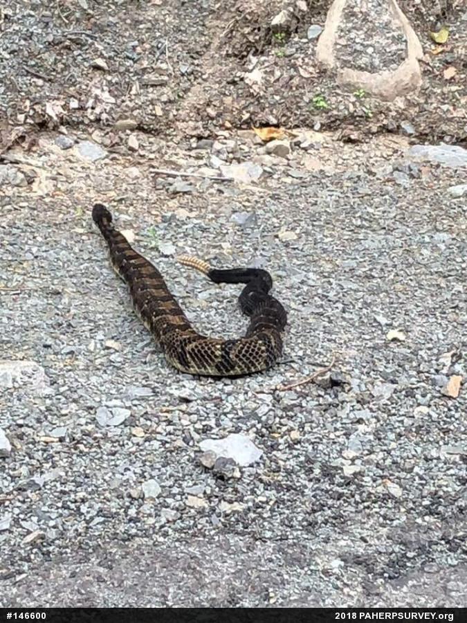 Timber Rattlesnake