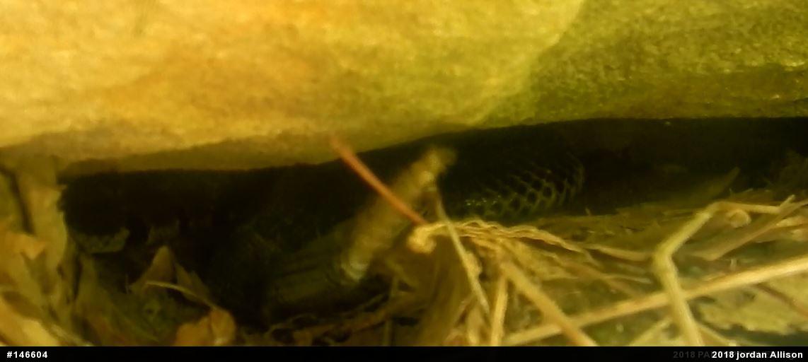 Timber Rattlesnake