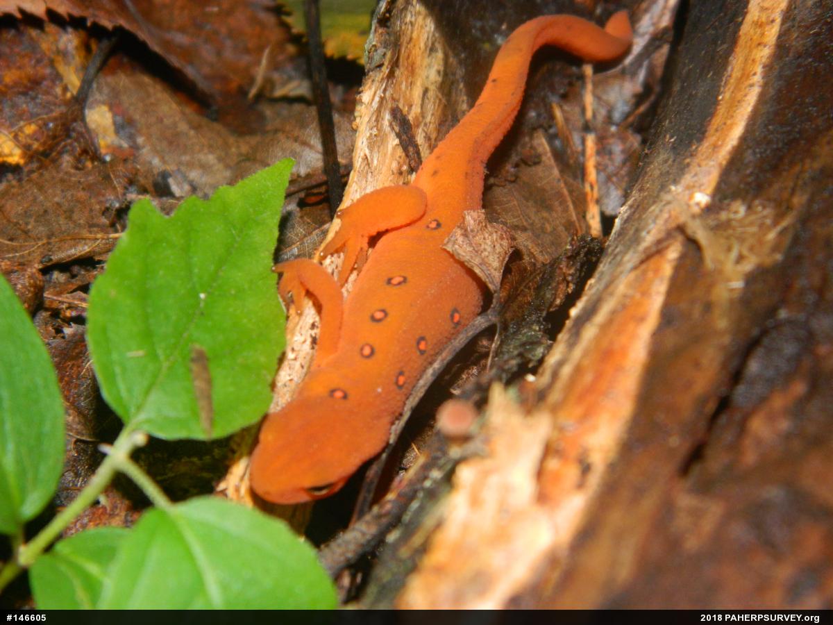Red-spotted Newt