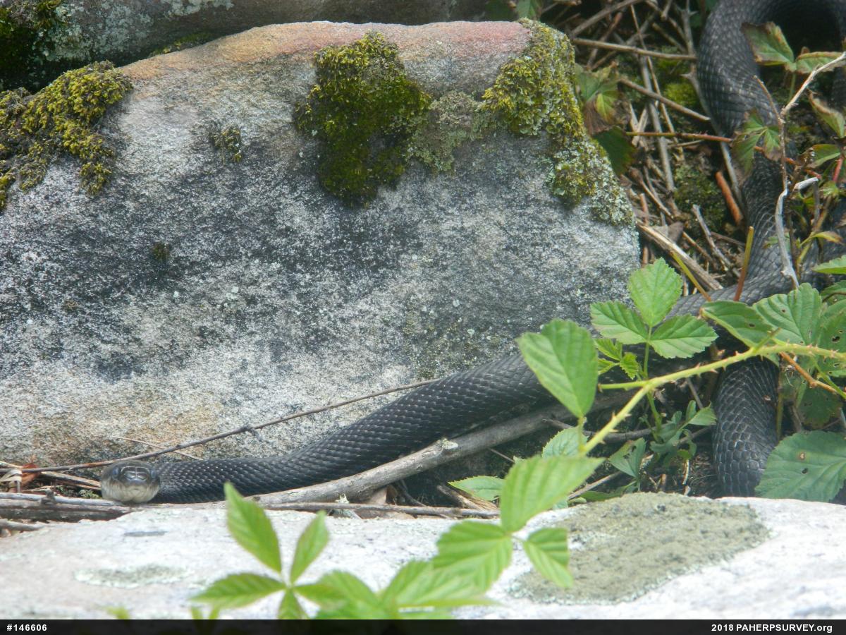 Eastern Ratsnake