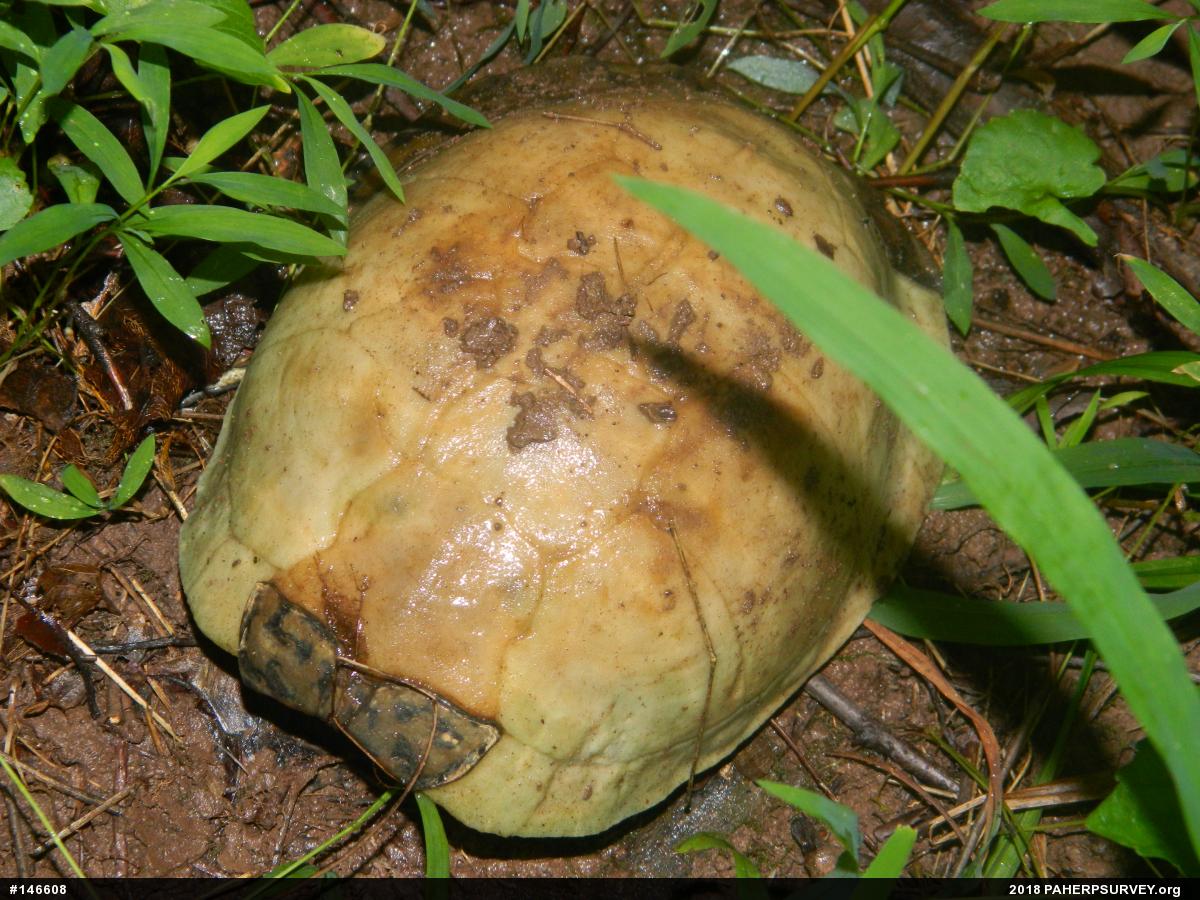 Eastern Box Turtle