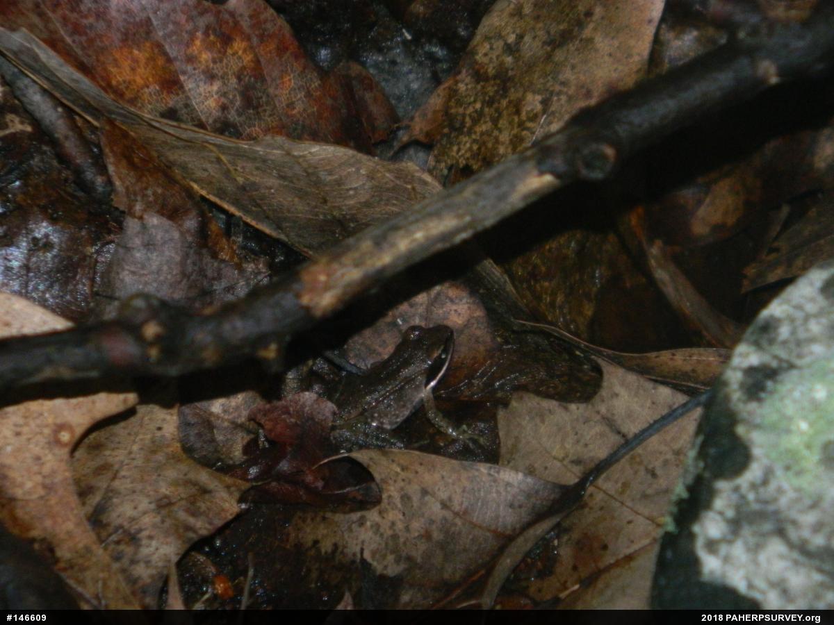 Wood Frog