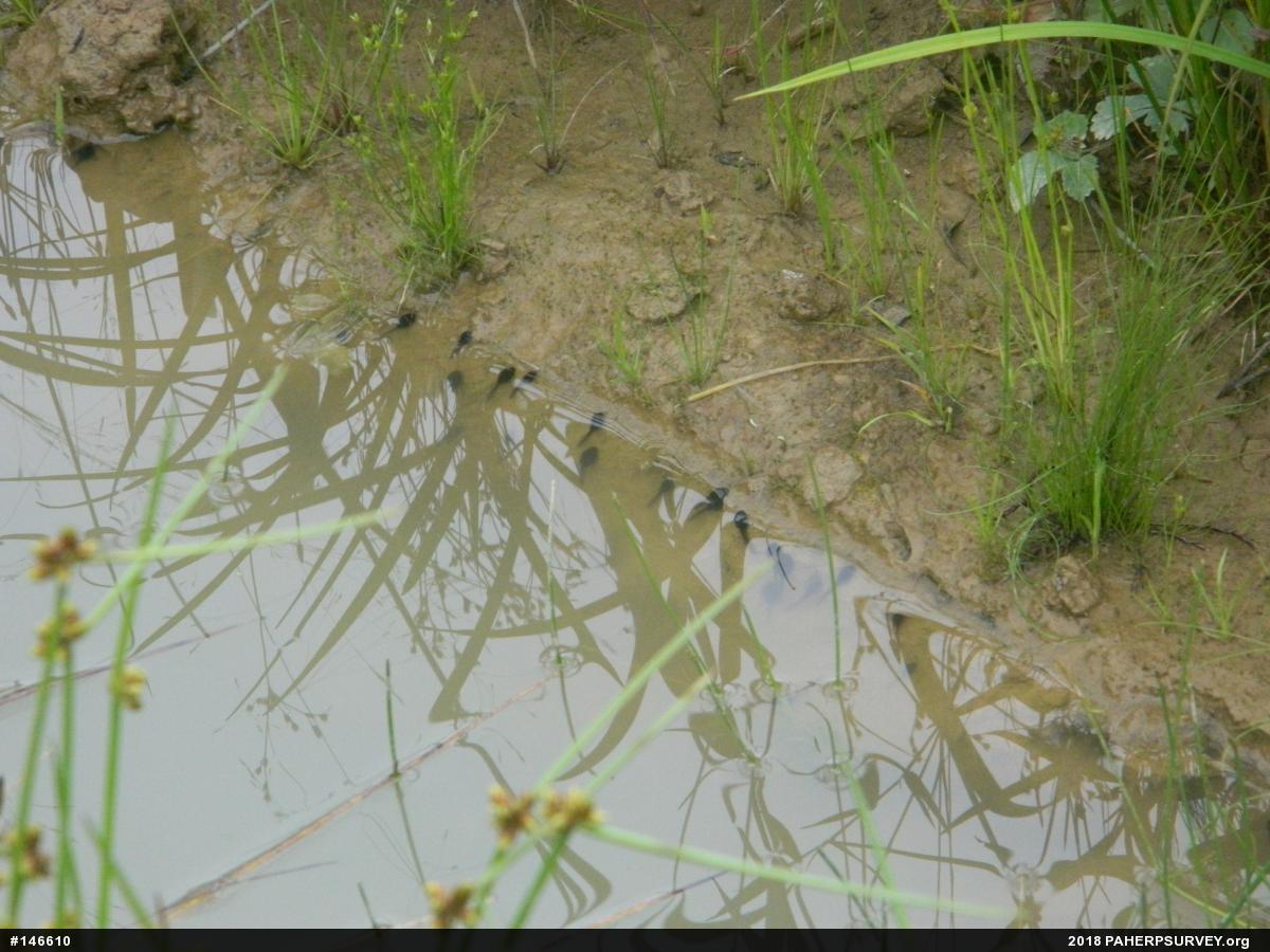Eastern American Toad
