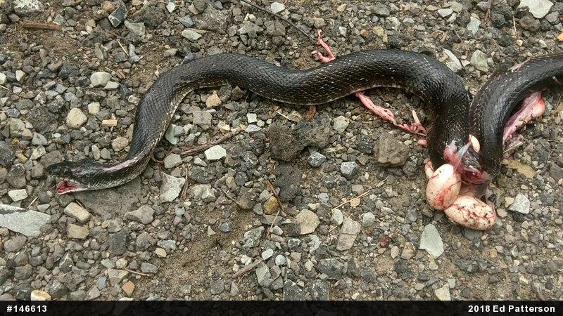 Eastern Ratsnake