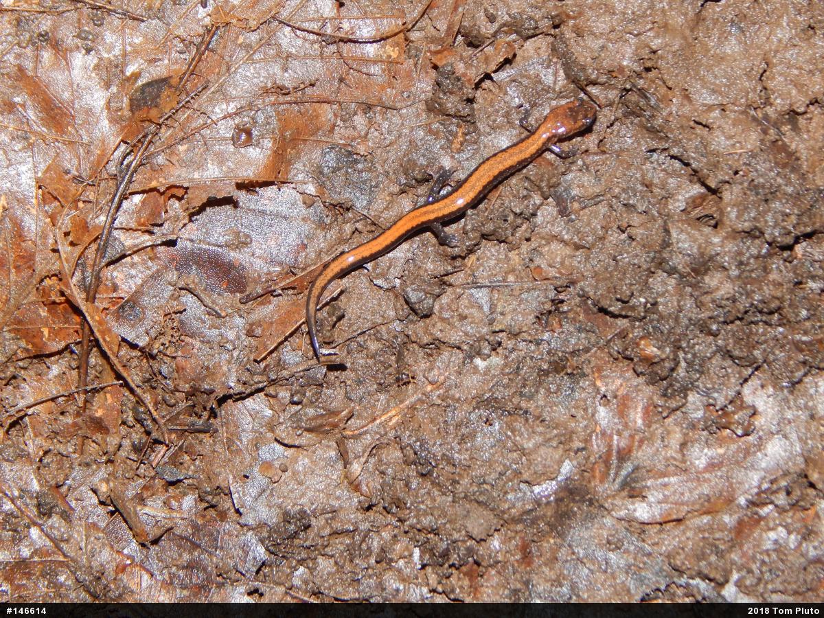 Eastern Red-backed  Salamander