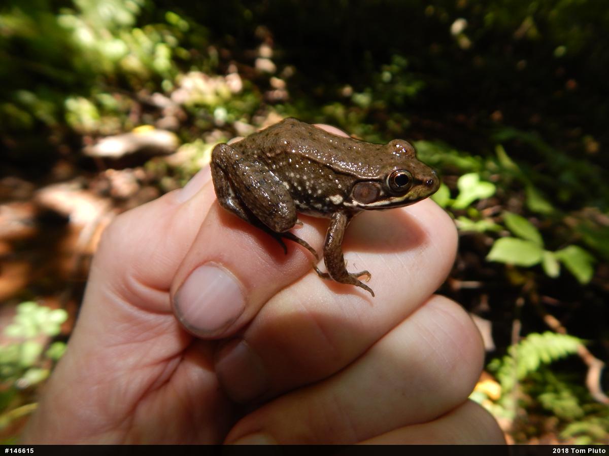 Green Frog